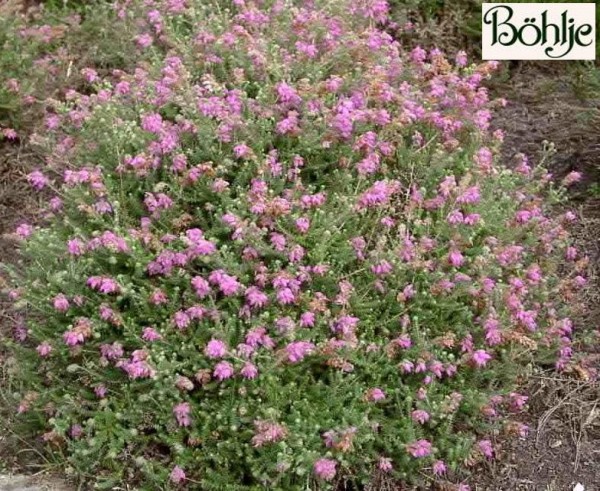 Erica tetralix 'Tina' -Glocken- / Moorheide- 