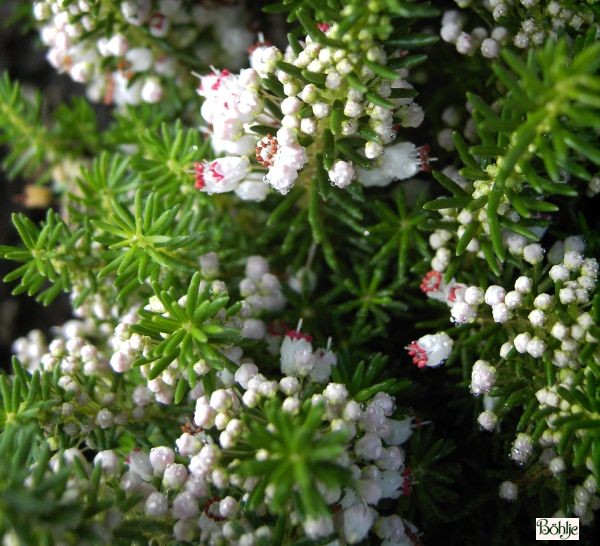 Erica vagans 'Alba' -Mittsommerheide / Cornwall-Heide-