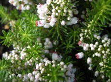 Erica vagans 'Alba' -Mittsommerheide / Cornwall-Heide-