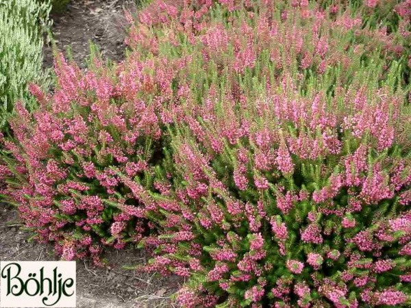 Erica vagans 'Mrs. D.F. Maxwell' -Mittsommerheide / Cornwall-Heide-