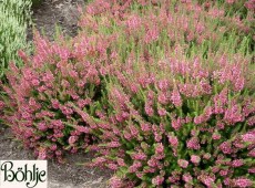 Erica vagans 'Mrs. D.F. Maxwell' -Mittsommerheide / Cornwall-Heide-