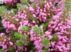 Erica vagans 'Red Delight' -Mittsommerheide / Cornwall-Heide-