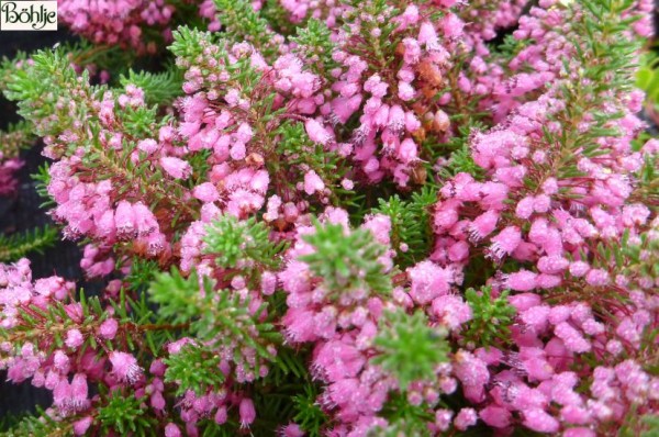 Erica vagans 'Red Delight' -Mittsommerheide / Cornwall-Heide-