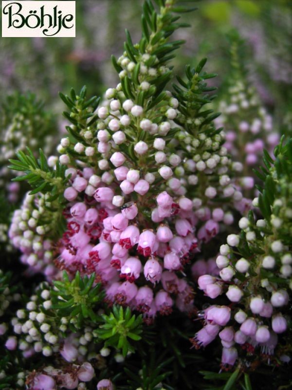 Erica vagans 'St. Keverne' -Mittsommerheide / Cornwall-Heide-