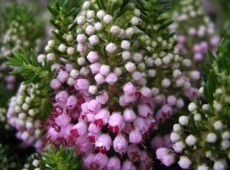 Erica vagans 'St. Keverne' -Mittsommerheide / Cornwall-Heide-