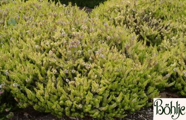 Erica vagans 'Valerie Proudley' -Mittsommerheide / Cornwall-Heide-