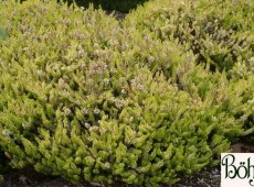 Erica vagans 'Valerie Proudley' -Mittsommerheide / Cornwall-Heide-