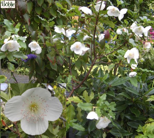 Eucryphia nymansensis 'Nymansay'  -Nymanns Scheinulme-