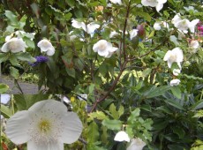 Eucryphia nymansensis 'Nymansay'  -Nymanns Scheinulme-