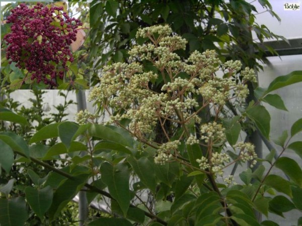 Euodia hupehensis (Tretradium daniellii var. hupehensis) -Bienenweide, Tausendblütenstrauch-