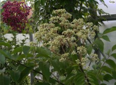 Euodia hupehensis (Tretradium daniellii var. hupehensis) -Bienenweide, Tausendblütenstrauch-