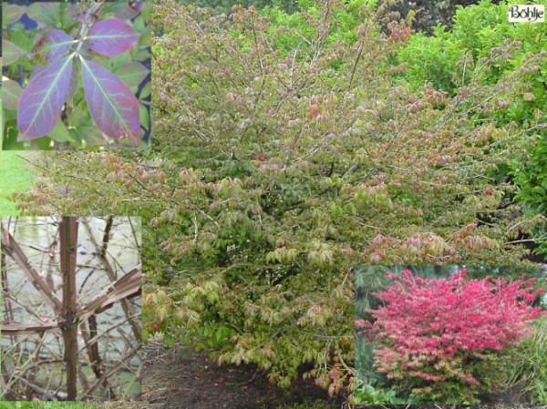 Euonymus alatus -Korkflügel / Spindelbaum-