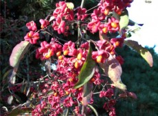 Euonymus europaeus -Pfaffenhütchen-