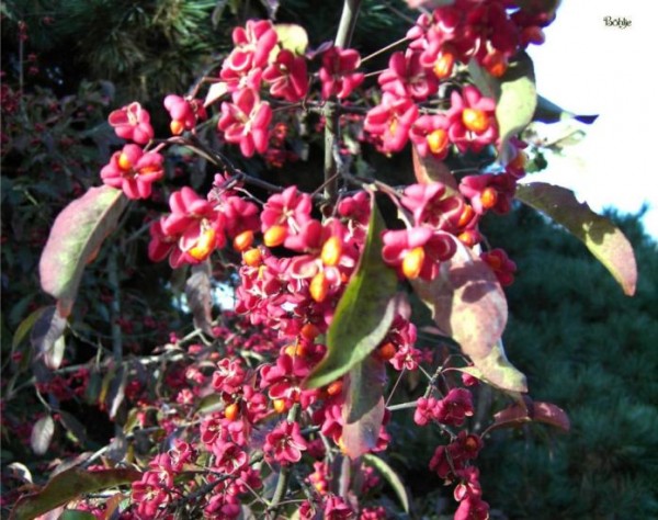 Euonymus europaeus -Pfaffenhütchen-