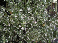 Euonymus fortunei 'Emerald Gaiety' -Pfaffenhütchen-