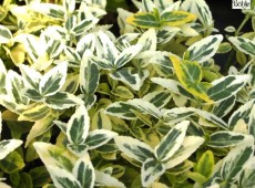 Euonymus fortunei 'Emerald'n Gold'