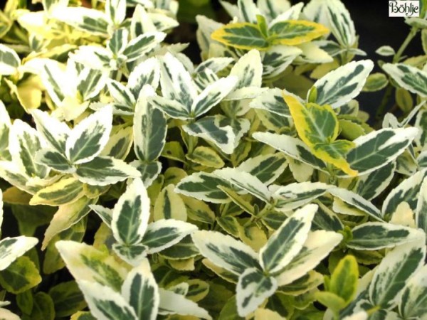 Euonymus fortunei 'Emerald'n Gold'