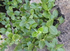 Euonymus fortunei 'Vegetus' 