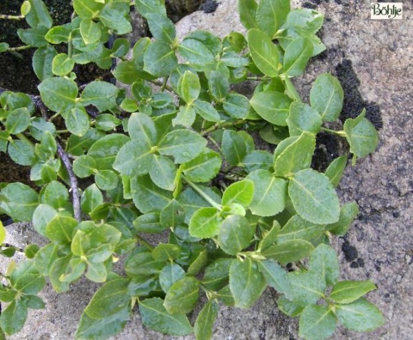 Euonymus fortunei 'Vegetus' 