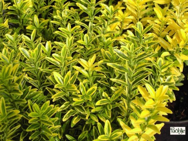 Euonymus japonicus 'Microphyllus Aureovariegatus'