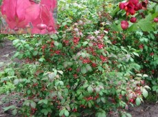 Euonymus planipes -großfrüchtiges Pfaffenhütchen-