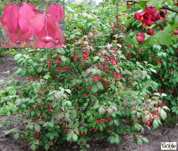 Euonymus planipes -großfrüchtiges Pfaffenhütchen-