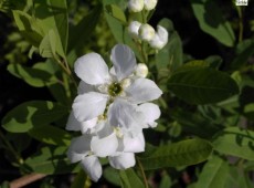 Exochorda racemosa -chinesiche Radspiere-