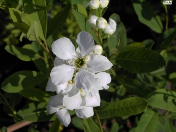 Exochorda racemosa -chinesiche Radspiere-