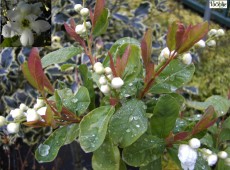 Exochorda serratifolia 'Snow White' -Perlstrauch, Prunkspiere-