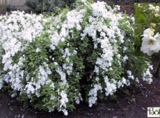 Exochorda macrantha 'The Bride' -Perlstrauch, Prunkspiere-