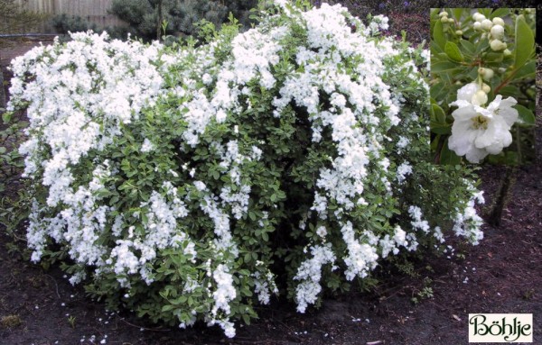 Exochorda macrantha 'The Bride' -Perlstrauch, Prunkspiere-