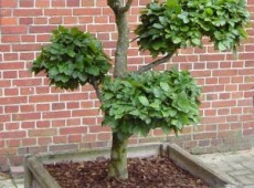 Fagus sylvatica -Formschnitt-