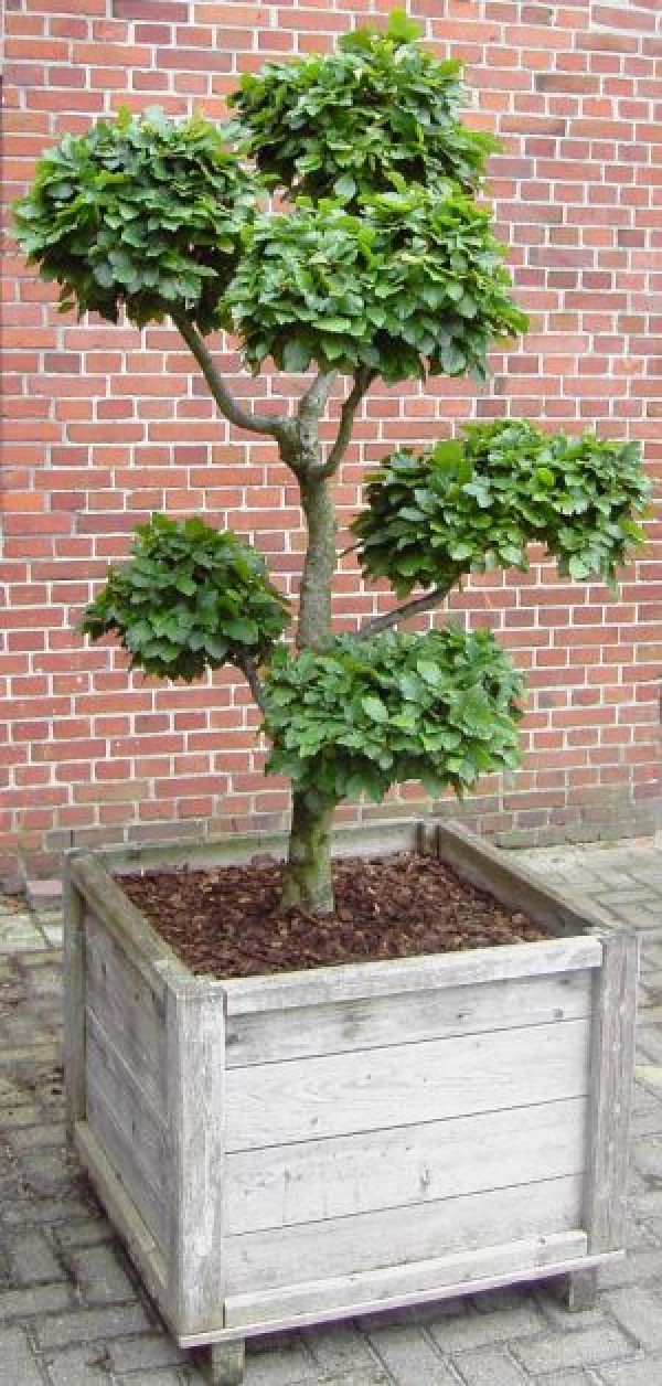 Fagus sylvatica -Formschnitt-