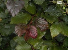 Fagus sylvatica purpurea (Slg.) -Blutbuche-