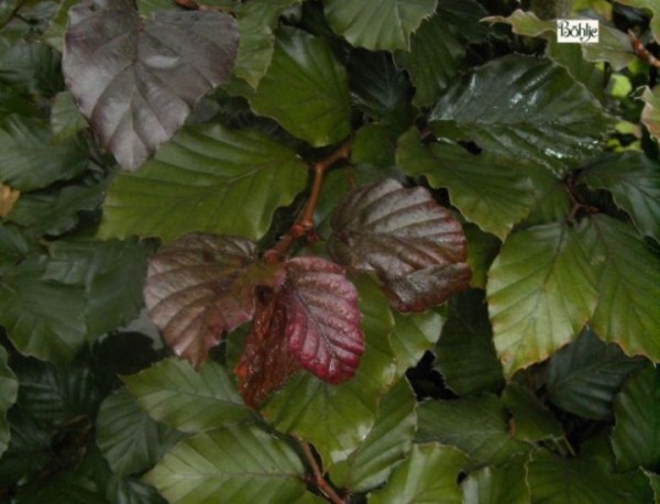 Fagus sylvatica purpurea (Slg.) -Blutbuche-