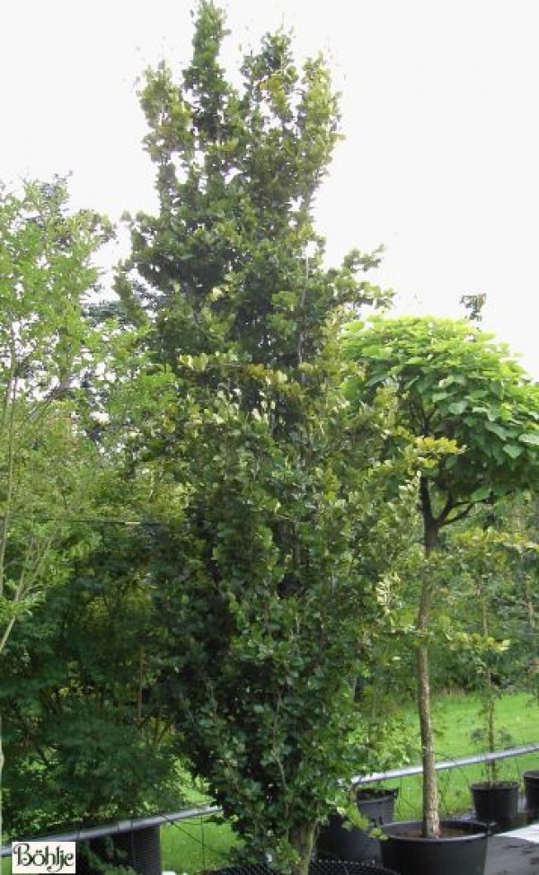 Fagus sylvatica 'Dawyck' (Fastigiata)  -Säulenbuche-