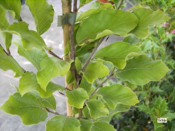 Fagus sylvatica 'Dawyck Gold' -gelbblättrige Säulenbuche-