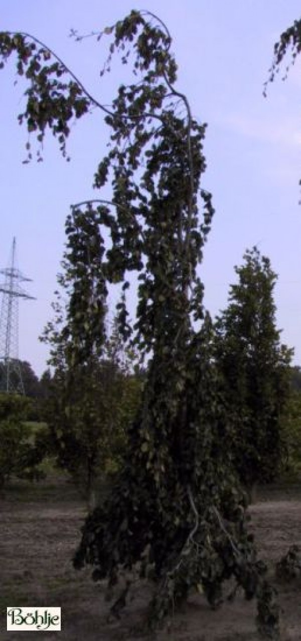 Fagus sylvatica 'Purpurea Pendula'  -Hängeform der Blutbuche-