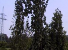 Fagus sylvatica 'Purpurea Pendula'  -Hängeform der Blutbuche-