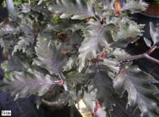 Fagus sylvatica 'Rohan Weeping' -Blutbuche-