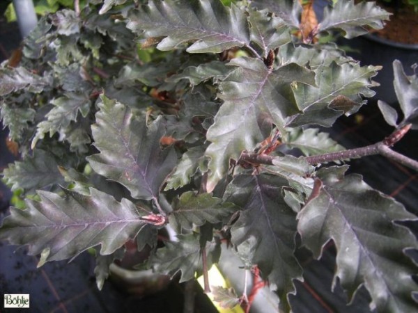 Fagus sylvatica 'Rohan Weeping' -Blutbuche-