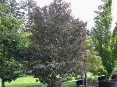 Fagus sylvatica 'Rohanii' -Buche-