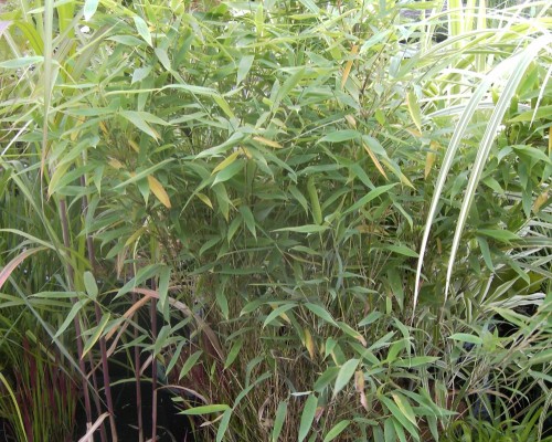 Bambus A - Z