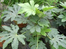 Fatsia japonica -Zimmeraralie-