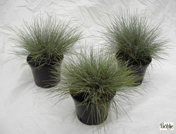 Festuca cinerea (glauca) -Blauschwingel-