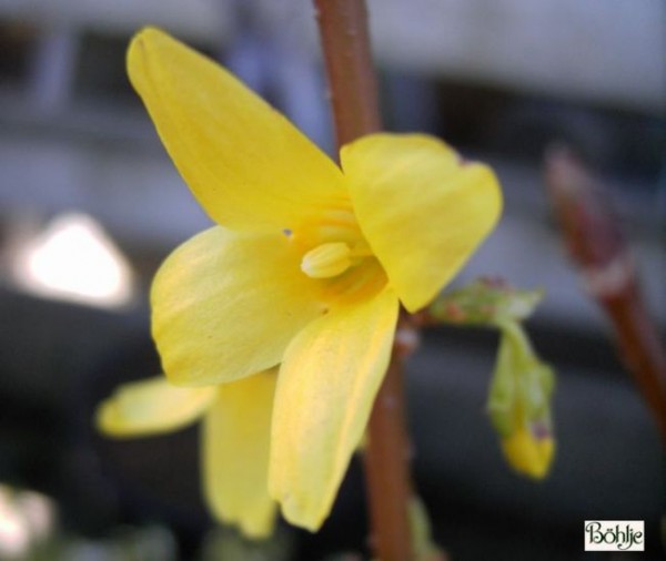 Forsythia 'Goldrausch' -Goldglöckchen / Forsythie-