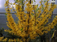 Forsythia intermedia 'Lynwood' -Goldglöckchen, Forsythie-