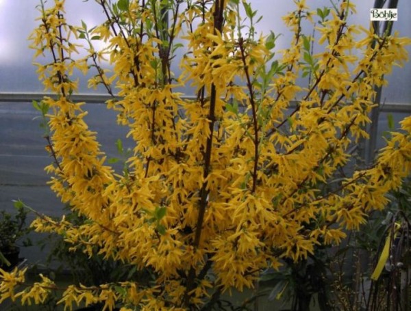 Forsythia intermedia 'Lynwood' -Goldglöckchen, Forsythie-