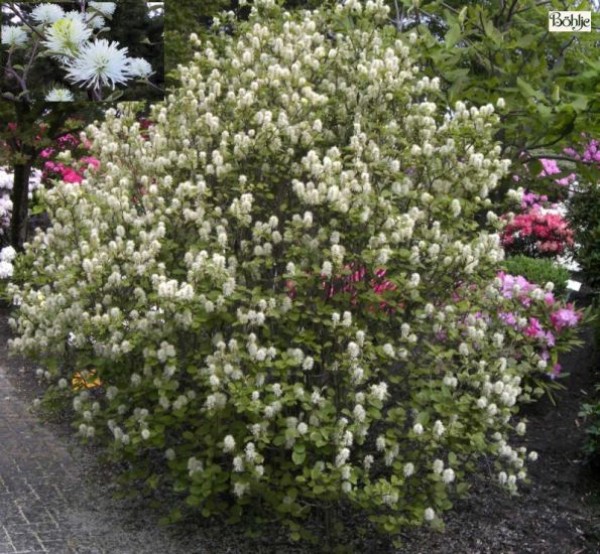 Fothergilla major -großer Federbuschstrauch-