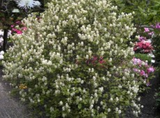 Fothergilla major -großer Federbuschstrauch-